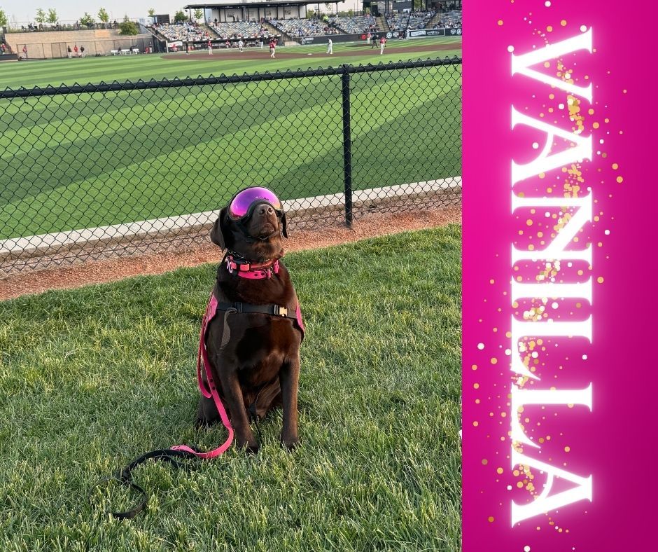 🐾✨ Trainer Dog Spotlight: Meet Vanilla! ✨🐾

Vanilla is a 4-year-old chocolate Lab with the sweetest personality and a heart big enough for everyone he meets 💛

As the sidekick of our in-home trainer Hannah, Vanilla spends his days helping spread smiles while showing off what a well-rounded working dog can look like. He is trained in both service work and therapy work, and also competes in Rally to help keep his obedience skills sharp and his focus dialed in 👏🐕

When he&rsquo;s not working, Vanilla loves:
&bull; Swimming 💦
&bull; Hiking 🌿
&bull; Snacks&hellip; especially snacks 🍖😄

Honestly, Vanilla can be persuaded to do just about anything for a good treat. After a long day working with Hannah, his perfect evening includes relaxing with a Kong and soaking up attention.

Vanilla has never met a stranger. He gets along with every dog and every person he meets and somehow has a way of making everyone feel special when he greets them 🫶

A few of his favorite skills?
&bull; &ldquo;Boop&rdquo; 👆
&bull; &ldquo;Back up&rdquo; 😎

Vanilla is the perfect mix of hardworking, goofy, loving, and food-motivated&mdash;and we absolutely adore him! 🐕✨

