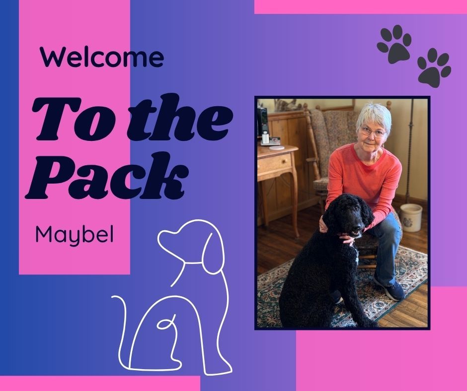 Hi everyone&hellip; I&rsquo;m Maybel! 🐾💛

I just joined the crew at Dog Training Elite, and I&rsquo;ll be working with Trainer Larissa to become the best version of me (my humans are very excited about this 😄).

Here&rsquo;s what I&rsquo;ll be working on:
&bull; Keeping all four paws on the ground when I say hi (apparently jumping isn&rsquo;t &ldquo;polite&rdquo;)
&bull; Leaving the counters alone&hellip; even when they smell AMAZING
&bull; Walking nicely on a leash instead of dragging my humans around
&bull; Building my confidence in new situations
&bull; Becoming an overall well-mannered, awesome pup

I&rsquo;ve got a lot to learn, but I&rsquo;m ready for it&mdash;and I&rsquo;ve got a great team helping me every step of the way.

Stay tuned for my glow-up&hellip; it&rsquo;s going to be a good one. 🐕✨

