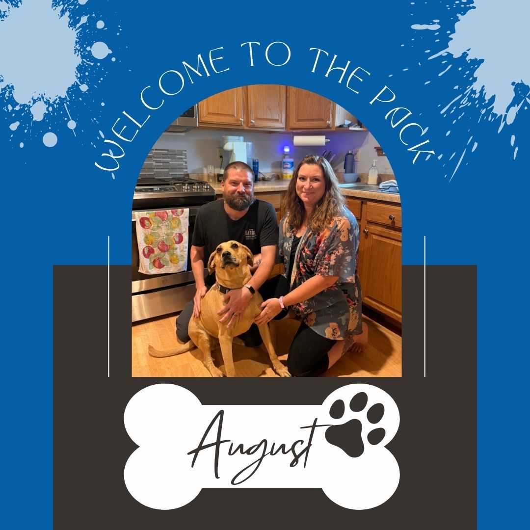🐾 WELCOME TO THE PACK, AUGUST! 🐾

Everyone, say hello to August! 🐶💙 August is joining us here at Dog Training Elite and will be working with Trainer Tina through our Platinum + Lifetime Program!

August will be working hard on:
🐾 Learning to keep all four paws on the floor and stop jumping
🚪 Building better door manners
🚶 Becoming a better walking partner
⚡ Learning a solid on-and-off switch&mdash;knowing when it&rsquo;s time to work and when it&rsquo;s time to relax
🐕 Working through aggression toward other dogs and learning to be calmer and more appropriate around them

We&rsquo;re excited to help August build confidence, improve his manners, and develop the skills needed to be a happy, well-rounded member of the family! 💙🐾

Welcome to the pack, August! We can&rsquo;t wait to watch your progress! 🎉

