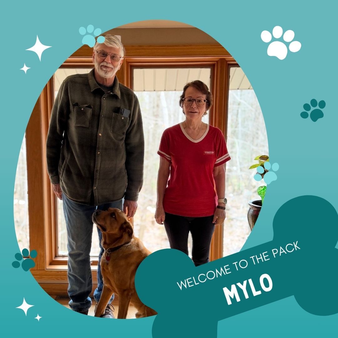 🐾✨ Welcome Mylo to the DTE Family! ✨🐾

Everyone give a warm welcome to Mylo, our newest pup joining Dog Training Elite Northeast WI! 🐶💙

Mylo is kicking off his journey in our Platinum Package with trainer Ramiro, where he&rsquo;ll be working on overall obedience, curbing that &ldquo;neighborhood watch&rdquo; barking at the window 👀🐕, and tackling some resource guarding.

Fun fact about Mylo&mdash;he&rsquo;s basically the self-appointed head of home security right now&hellip; but we&rsquo;re excited to help him learn when it&rsquo;s time to clock out and just be a relaxed, well-mannered pup 💤😉

We can&rsquo;t wait to watch his transformation unfold. Let&rsquo;s go, Mylo! 🙌

