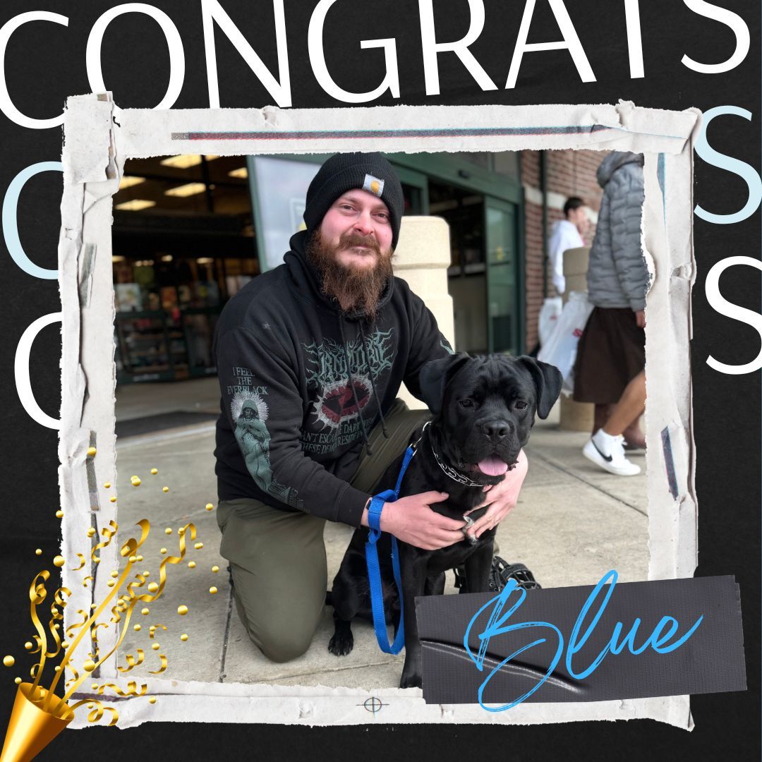 🎓🐾 Congratulations Blue! 🐾🎓

Blue has officially graduated from our Platinum Package with trainer Larissa, and we couldn&rsquo;t be more proud of his transformation! 👏

When Blue started, he needed help with overall obedience and becoming more comfortable with people in his space and home. Through consistent work, structure, and clear communication, Blue has made HUGE strides in his confidence and behavior.

At his final lesson, Blue showed just how far he&rsquo;s come&mdash;calmly accepting pets from strangers without his muzzle on 🙌🐶 That&rsquo;s a major win and a true testament to his hard work and dedication!

Way to go, Blue! Your journey is just getting started, and we&rsquo;re so excited for your future! 💙

