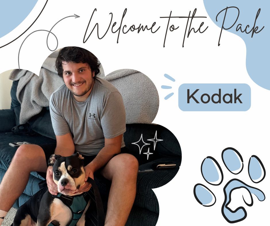 🐾 HEY EVERYONE, KODAK HERE! 🐾

I&rsquo;m Kodak, and I&rsquo;m officially joining the pack! 🐶💙 I&rsquo;ll be training with Larissa through the Platinum + Lifetime Package, and I&rsquo;m ready to get to work!

I&rsquo;ll be focusing on:
👋 Learning how to be calmer and more comfortable when meeting new people
💪 Helping my human feel more confident handling me around people
🚶 Becoming a better walking buddy
🎓 Building up my overall obedience and listening skills

I know I have some things to work on, but with some training, consistency, and lots of practice, I&rsquo;m ready to show everyone just how awesome I can be! 🐾✨

Wish me luck on my training journey, and welcome me to the pack! 🐶💙

