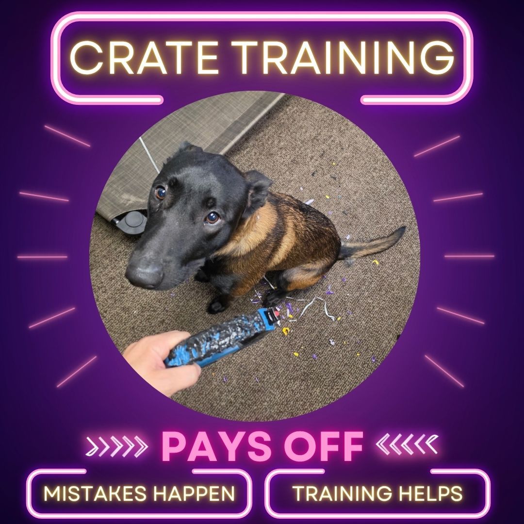 🐾🏠 WHY CRATE TRAINING IS SO IMPORTANT 🏠🐾

Crate training isn&rsquo;t about locking your dog away&mdash;it&rsquo;s about teaching them that their crate is a safe, comfortable place to relax. 🐶💤

A properly crate-trained dog can benefit from:

✨ Better relaxation skills &mdash; Learning to settle when it&rsquo;s time to rest.
🚗 Safer travel &mdash; A crate can provide security during car rides.
🏡 House training &mdash; Crates can help establish a consistent potty routine.
🛋️ Preventing unwanted behaviors &mdash; Giving your dog a safe space can help prevent destructive habits when you can&rsquo;t supervise.
🏥 Future emergencies & vet care &mdash; Dogs who are comfortable in a crate are often better prepared for boarding, recovery, or unexpected situations.

The key? Crate training should be introduced gradually and positively. Your dog should learn that their crate is a place where good things happen&mdash;not a punishment.

And if your dog is struggling with crate training, you don&rsquo;t have to figure it out alone! 🐾

At Dog Training Elite Northeast WI, we help owners build the skills, structure, and confidence needed to create well-mannered dogs both inside and outside the home.

📲 Ready to start training? Reach out to Dog Training Elite Northeast WI and let&rsquo;s get your pup on the right track!


