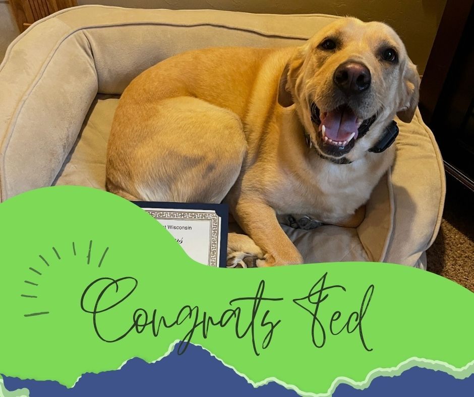 🎓🐾 Congratulations, Ted! 🐾🎓

Ted has officially graduated from our Platinum Elite Training Camp, and the transformation has been incredible! 👏✨

When Ted first started training, settling down was a challenge. Loud noises at his owner's shop and time in the crate often left him anxious and unsettled.

Today, Ted has an awesome obedience foundation, is much more in tune with his energy, can calmly relax in his crate, and even sleeps through the hustle and bustle of the shop. 💤🐕

Learning how to settle is just as important as learning commands, and Ted has mastered both!

Congratulations, Ted! We're so proud of all your hard work and can't wait to see where your new skills take you. 💛🐾


