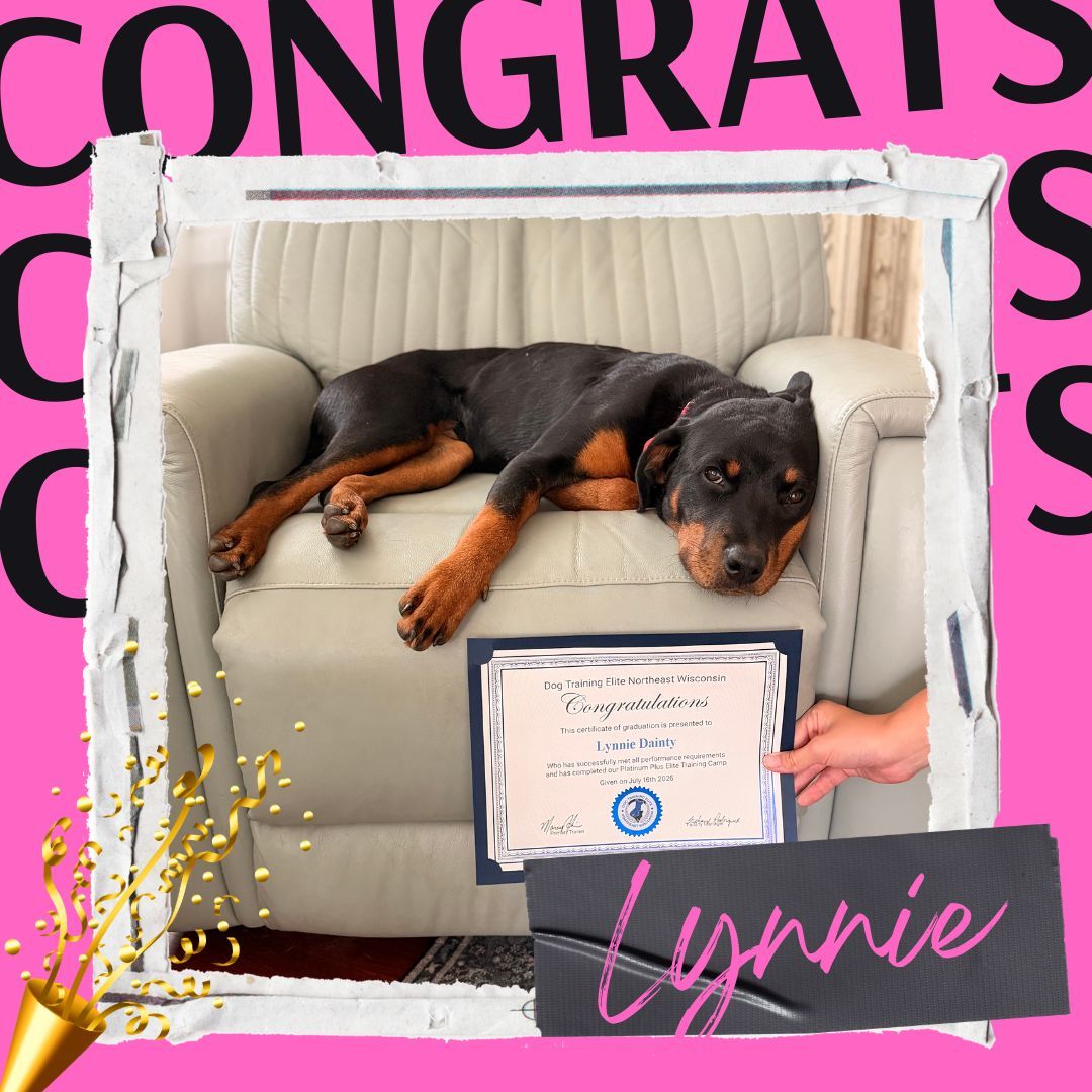 🎉🐾 Congratulations to Lynnie! 🎓

Lynnie has officially graduated from our Platinum Plus Elite Training Camp, and we couldn't be more proud of how far she's come!

Before being adopted by her amazing family, Lynnie spent the first six months of her life living in a crate, leaving her with a lot to learn about the world. Throughout her training, she worked hard on building solid obedience while discovering that new places, people, and experiences aren't so scary after all.

Today, Lynnie is a much more confident, happy dog, and this is just the beginning of her journey. Her family has big goals for her, and she'll be working toward becoming a service dog in the future!

Congratulations to Lynnie and her dedicated family on this incredible accomplishment. Your hard work has truly paid off, and we can't wait to see what the future holds! ❤️🐶

