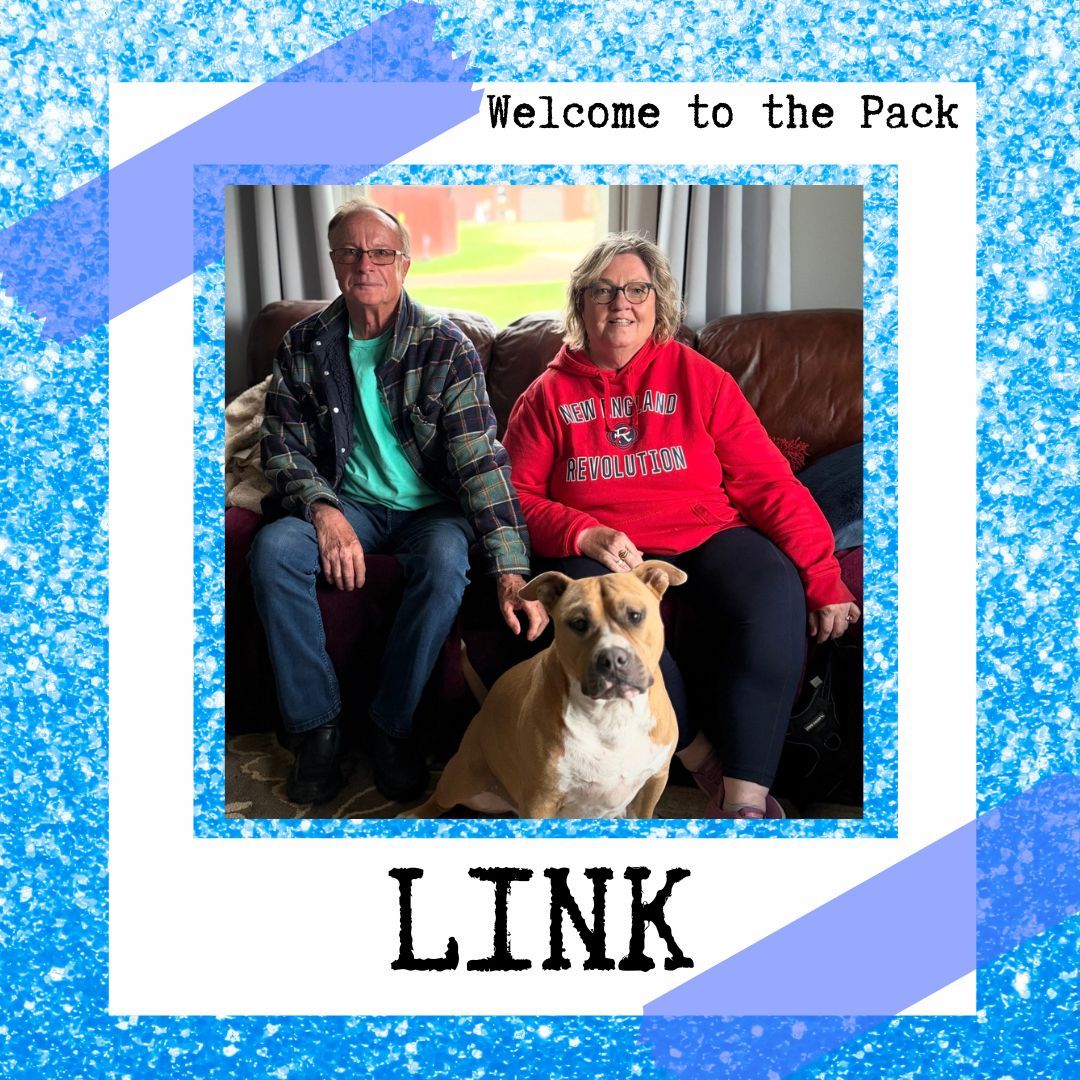✨🐾 Meet Link! 🐾✨

Link just joined the Dog Training Elite Northeast WI crew, and let&rsquo;s just say&hellip; he&rsquo;s ready to upgrade from &ldquo;doing his own thing&rdquo; to &ldquo;nailed it.&rdquo; 😄

He&rsquo;ll be teaming up with Trainer Larissa to work on:
&bull; Dialed-in obedience (not just when he feels like it 👀)
&bull; Smooth, confident greetings with new people
&bull; Leash manners that don&rsquo;t double as a workout
&bull; Turning walks into calm, connected adventures

Link&rsquo;s got all the potential&mdash;we&rsquo;re just giving him the clarity, structure, and consistency to shine anywhere he goes.

