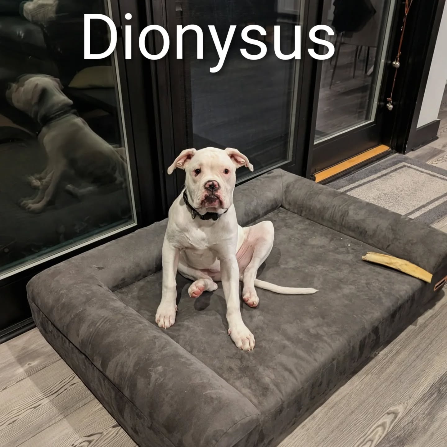 Dio wanted to say 'sup.
I just wanted to share that sit 😎

