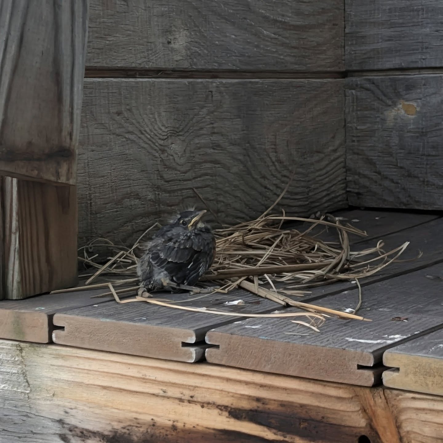 Day 2, ready for sleep.
Report: Moving around really well. Mama found him. Think he ate well today. ✌🏻

Birdland meets Dogdom 👊🏻👏🏻🤝