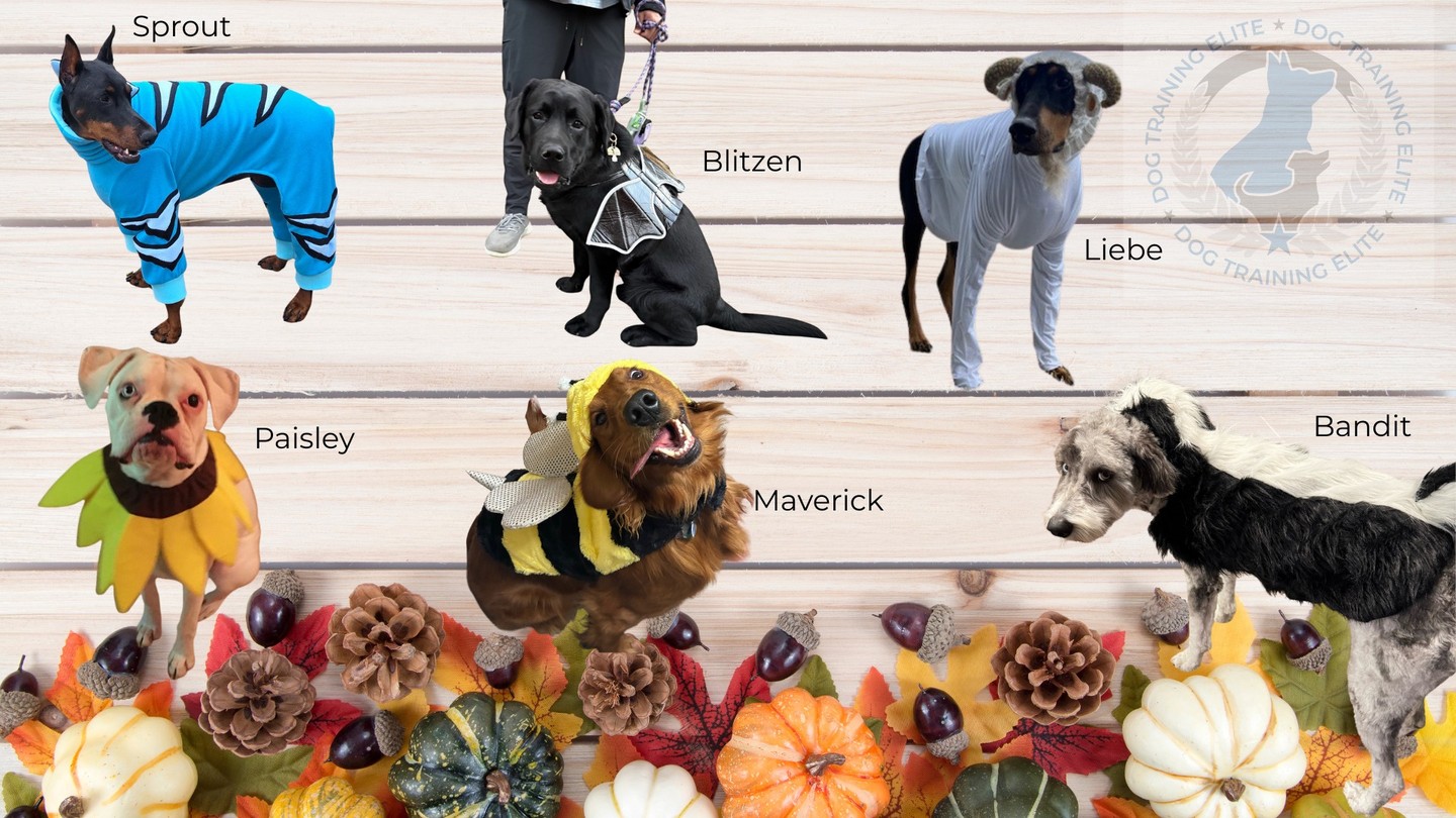 Vote for your favorite!