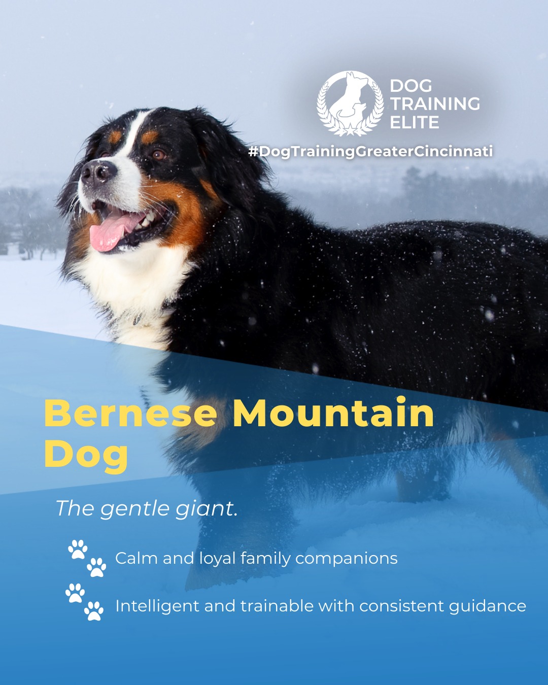 Bernese Mountain Dogs are calm, affectionate, and intelligent. With balanced training, their natural gentleness and loyalty are channeled into focus, obedience, and confidence, making them ideal family companions or therapy dogs.

🎯 Warm up your winter with a well-trained pup. Schedule your free in-home evaluation and see why families in Miamisburg, Warren County, and surrounding areas trust Dog Training Elite for results that last through every season.
 📍 https://maps.app.goo.gl/6oEXzBpFStru4fTv6


