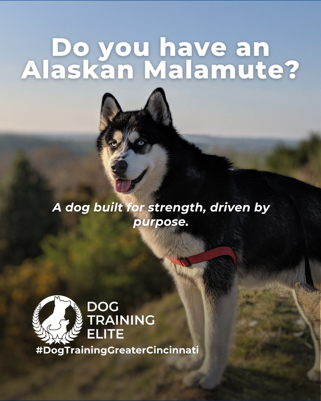 Big energy and even bigger purpose. Alaskan Malamutes were bred for hard work, long distances, and teamwork in extreme conditions. That history shows up today in their strong working drive and need for structure.

This breed thrives with clear expectations, consistent training, and outlets that challenge both body and mind. Without guidance, their independence can turn into stubbornness. With the right structure, Malamutes become focused, confident companions who enjoy having a job.

Training that channels their natural drive helps build reliability, calm behavior, and a stronger bond at home and in public.

Make better behavior your first win of the year. Book your free in-home evaluation and see why Liberty Township and West Chester dog owners choose Dog Training Elite for real, lasting results.
 📍 https://maps.app.goo.gl/6oEXzBpFStru4fTv6


