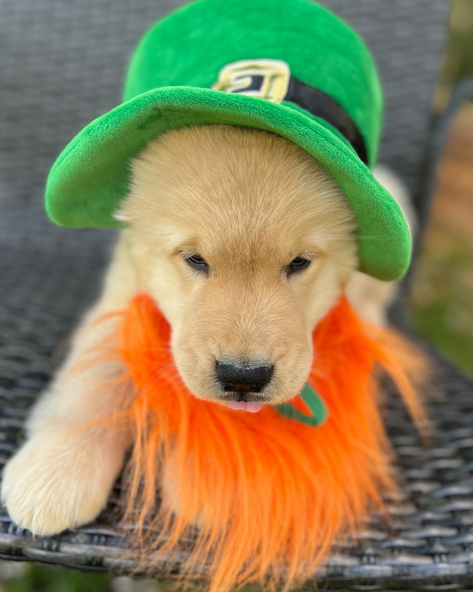This is Bear.
We haven't actually met yet, but the family sent the pic and the people of Dogdom need to see it. 

The plan is for Personal Autism Canine training. For now, we'll stick with crate & potty training.
Bear, meet the people of Dogdom.

Happy St. Patty's Day! 🍀
 