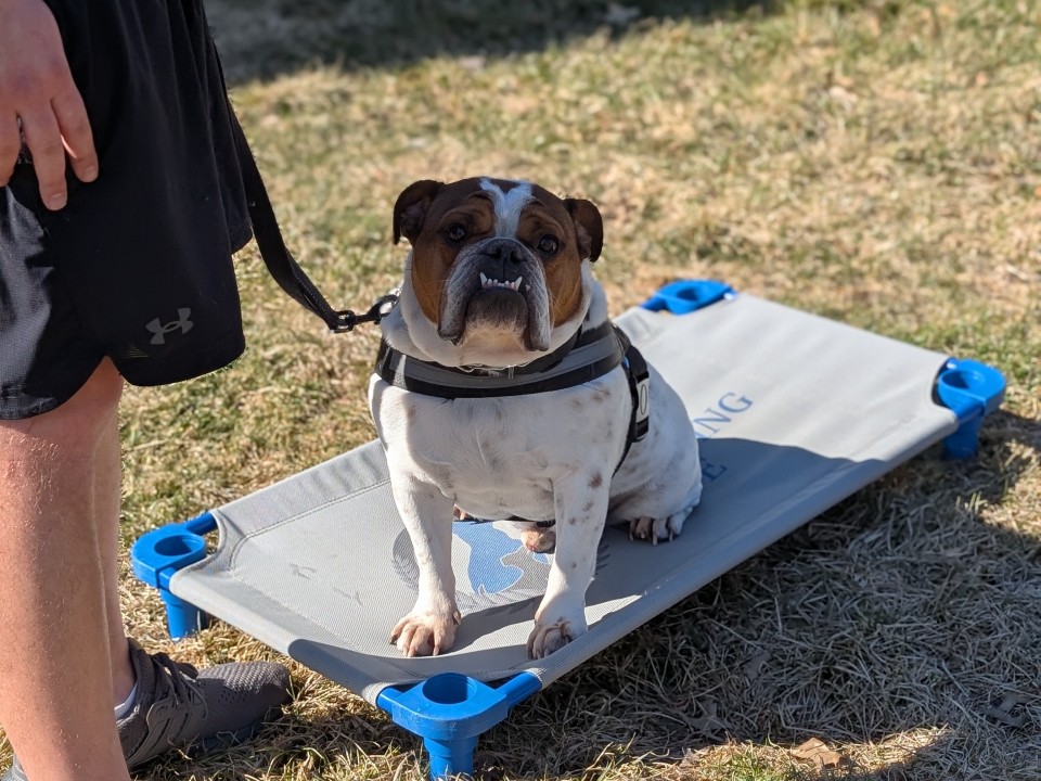Some dogs just need a job to do, and a focused session outdoors is exactly that. 🦮

This is what great progress looks like: calm, attentive, and tuned in to the handler. At Dog Training Elite Greater Cincinnati, our professional dog trainer team helps dogs get to this point through in-home dog training customized to your goals and your dog's needs. We use a balanced training approach with praise, treats, and minimal corrections, so your dog learns clearly and fairly.

Fall is a great season to build new habits, whether that's dog obedience training for everyday manners, behavior training for dogs struggling with reactivity, or puppy obedience training for a strong start. We also offer advanced dog training and service dog training for families with specific needs.

&bull; In-home sessions that fit your schedule
&bull; Group classes included with most packages 🐾
&bull; Lifetime support on select programs

If you're in the Cincinnati or Dayton area and ready to see this kind of focus from your own dog, reach out and someone from our team will reach out shortly to help schedule your evaluation.
