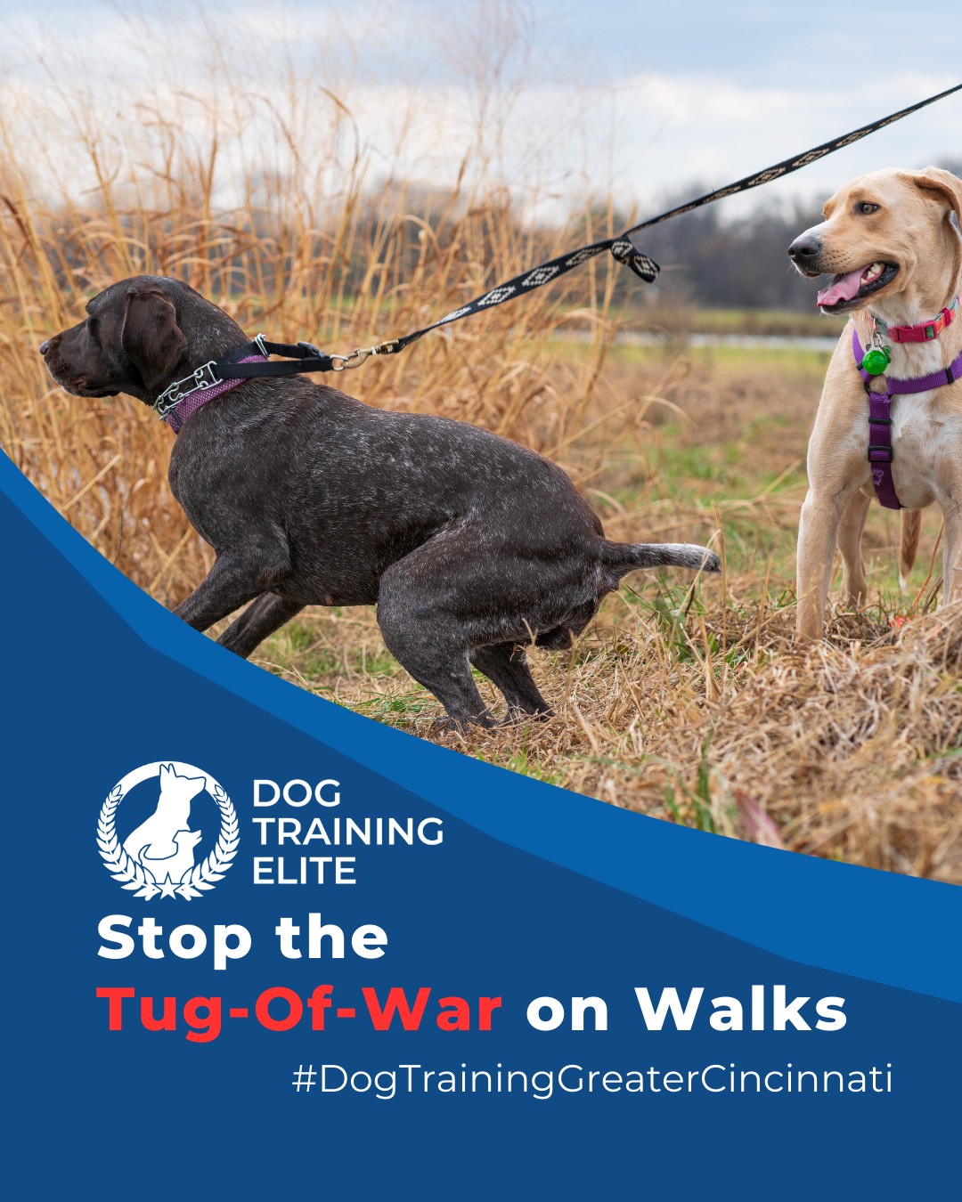 Leash pulling is one of the most common challenges for dog owners. Balanced training teaches your dog to walk calmly at your side, improving safety and enjoyment for both of you. Try these strategies:
 🐾 Use consistent cues so your dog understands what’s expected
 🐾 Reward calm walking immediately to reinforce good behavior
 🐾 Practice short, frequent sessions to build focus and consistency
With patience and structure, your walks become stress-free, giving your dog confidence and improving your bond.

📌 Whether it’s leash manners, obedience, or service training, Dog Training Elite Greater Cincinnati offers personalized programs near Cincinnati Zoo & Botanical Garden and Mill Creek Park, helping dogs shine all winter long. Cozy season, confident pups. ✨
 📍 https://maps.app.goo.gl/6oEXzBpFStru4fTv6



