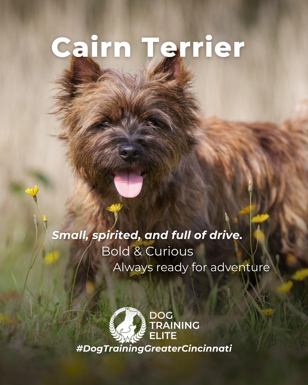 The Cairn Terrier is small, spirited, and full of drive. These dogs love to stay busy, problem-solve, and explore, which means structure and clear communication make a huge difference in their day-to-day behavior.

Training Tip: Cairn Terriers thrive when their minds stay busy. Rotate puzzle toys, practice short obedience sessions throughout the day, and incorporate scent-work games to satisfy their natural hunting instincts.

🐾 Make better behavior your first win of the year. Book your free in-home evaluation and see why Liberty Township and Maineville dog owners choose Dog Training Elite for real, lasting results.
 📍 https://maps.app.goo.gl/6oEXzBpFStru4fTv6


