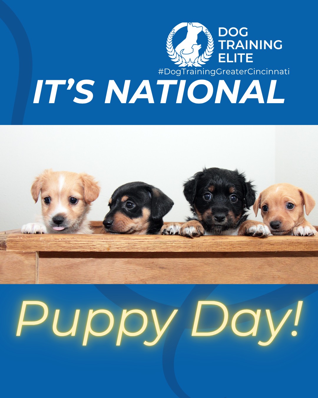 Happy National Puppy Day to those who celebrate! 

Today is all about the tiny paws learning big lessons. National Puppy Day is the perfect reminder that early training sets the foundation for a confident, well-mannered adult dog.

Puppy training focuses on more than just cues. It helps with healthy socialization, clear boundaries, potty routines, and building confidence in new environments. The earlier your pup learns structure, the easier life becomes for both of you.

Give your puppy the guidance they need to grow into a calm, reliable companion.

🐶 Whether it&rsquo;s leash manners, obedience, or service training, Dog Training Elite Greater Cincinnati offers personalized programs near Summit Park and Bicentennial Park / Veterans Memorial Park / Factory 52, helping dogs shine all winter long. Cozy season, confident pups. ✨
📍 https://maps.app.goo.gl/6oEXzBpFStru4fTv6



