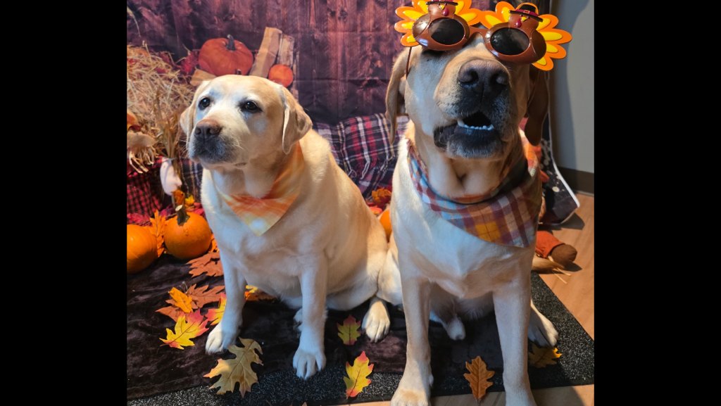 Harper & Buoy ride again...