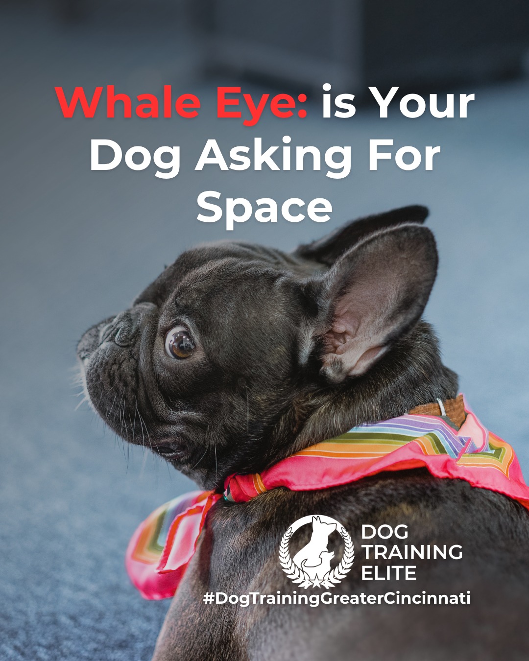 Ever notice the white part of your dog&rsquo;s eye showing when they turn their head? This is known as whale eye, a common stress signal dogs use to communicate discomfort.

Whale eye often appears when a dog feels overwhelmed, pressured, or unsure of a situation. It&rsquo;s not bad behavior. It&rsquo;s communication. Recognizing it early helps prevent escalation and supports safer interactions.

You might see whale eye during:
 👀 Tight hugs or restraint
 👀 Resource guarding moments
 👀 Unfamiliar people or environments
 👀 High-pressure training or handling

When you notice whale eye, the best response is to reduce pressure, create space, and reassess the situation. Thoughtful training focuses on building confidence and trust, not forcing compliance.

Understanding these subtle cues allows you to support calmer behavior and stronger communication over time.

🐾 From basic obedience to advanced service dog training, Dog Training Elite Greater Cincinnati helps dogs near Liberty Township build better behavior and stronger bonds this season. 🐾
 📍 https://maps.app.goo.gl/6oEXzBpFStru4fTv6


