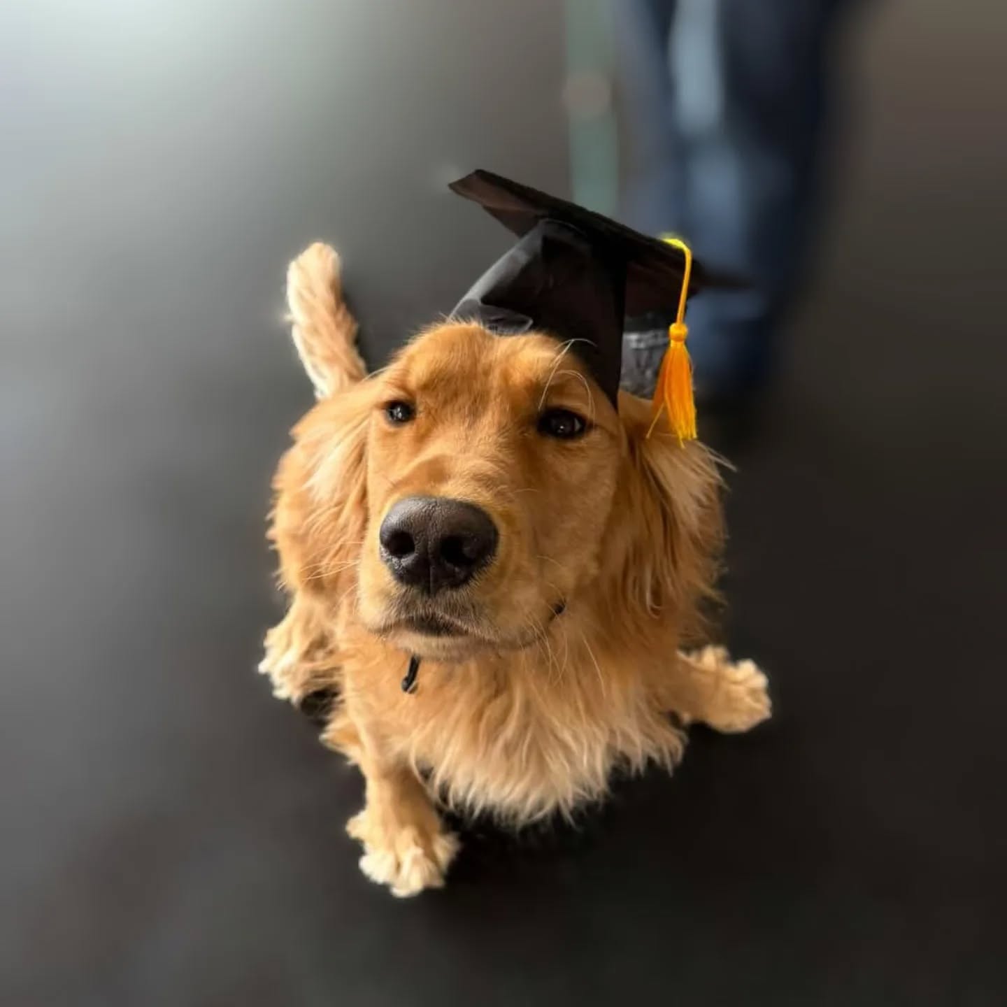 Tonic had graduated his Service Dog Camp.

