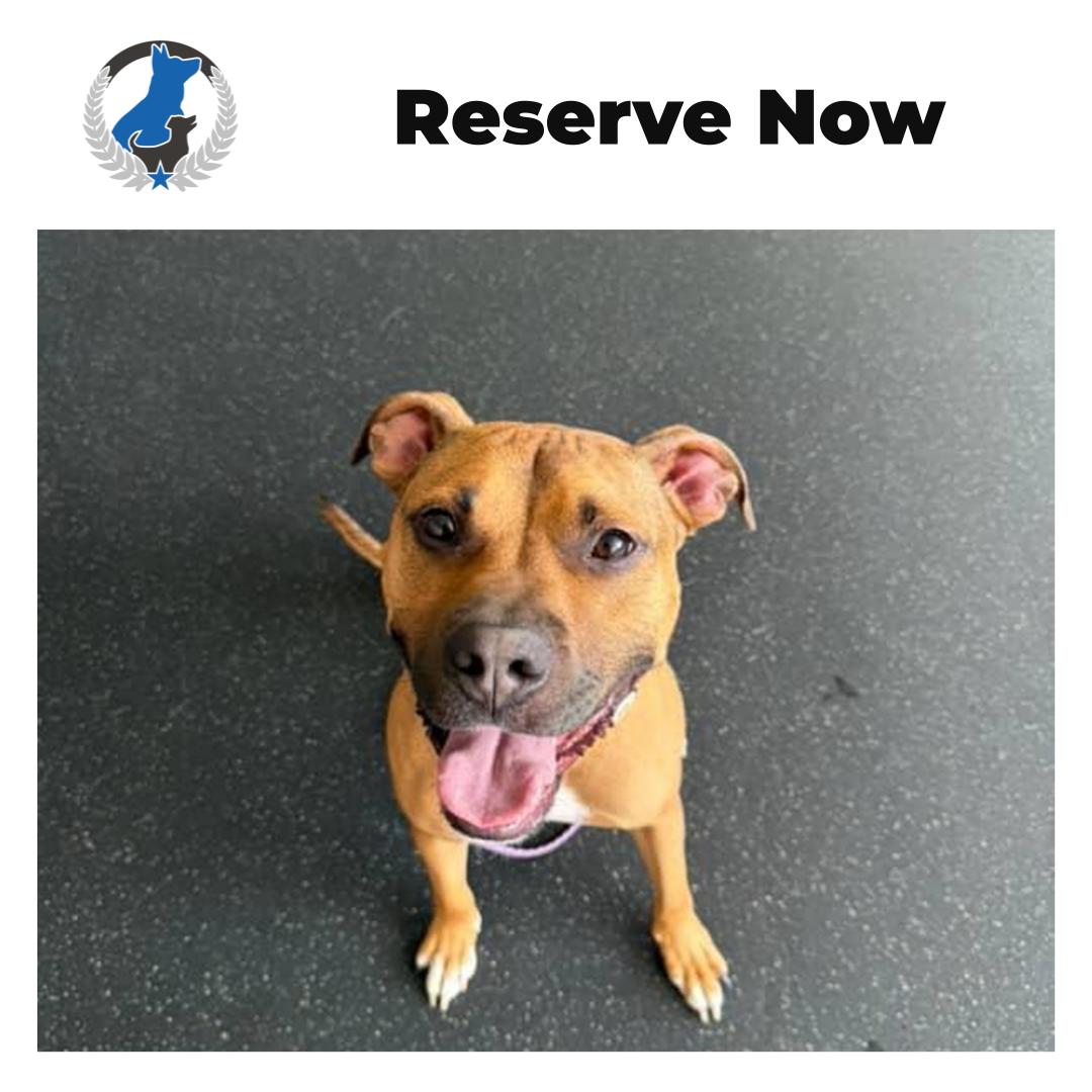 Happy dog, happy home starts with training that actually fits your life 🐶

At Dog Training Elite Greater Cleveland, we help families around North Olmsted, Westlake, Rocky River, Lakewood, and Cleveland build calm, reliable habits with clear steps. Whether you need basic manners or a reset for tough behaviors, you&rsquo;ll work with a Dog behavior expert who keeps things simple and consistent.

Here&rsquo;s what we can help with:
&bull; Basic obedience lessons like sit, place, recall, and leash manners 🦴
&bull; In home dog training for real-life distractions in your space 🏠
&bull; Support from an aggressive dog trainer for reactivity, barking, and impulse control 🐕&zwj;🦺

Searching &ldquo;dog trainer near me&rdquo; or &ldquo;dog training Cleveland&rdquo;? Start with a quick assessment and let&rsquo;s make a plan that works for you and your dog. Schedule your consultation today.