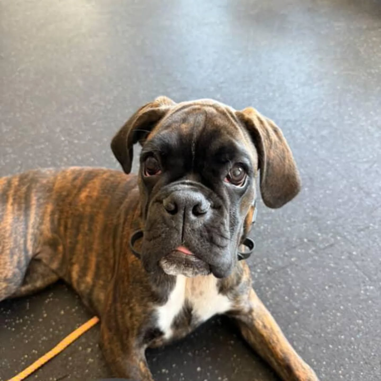 Mocha the Boxer pup in for our two week Elite Training Camp.

