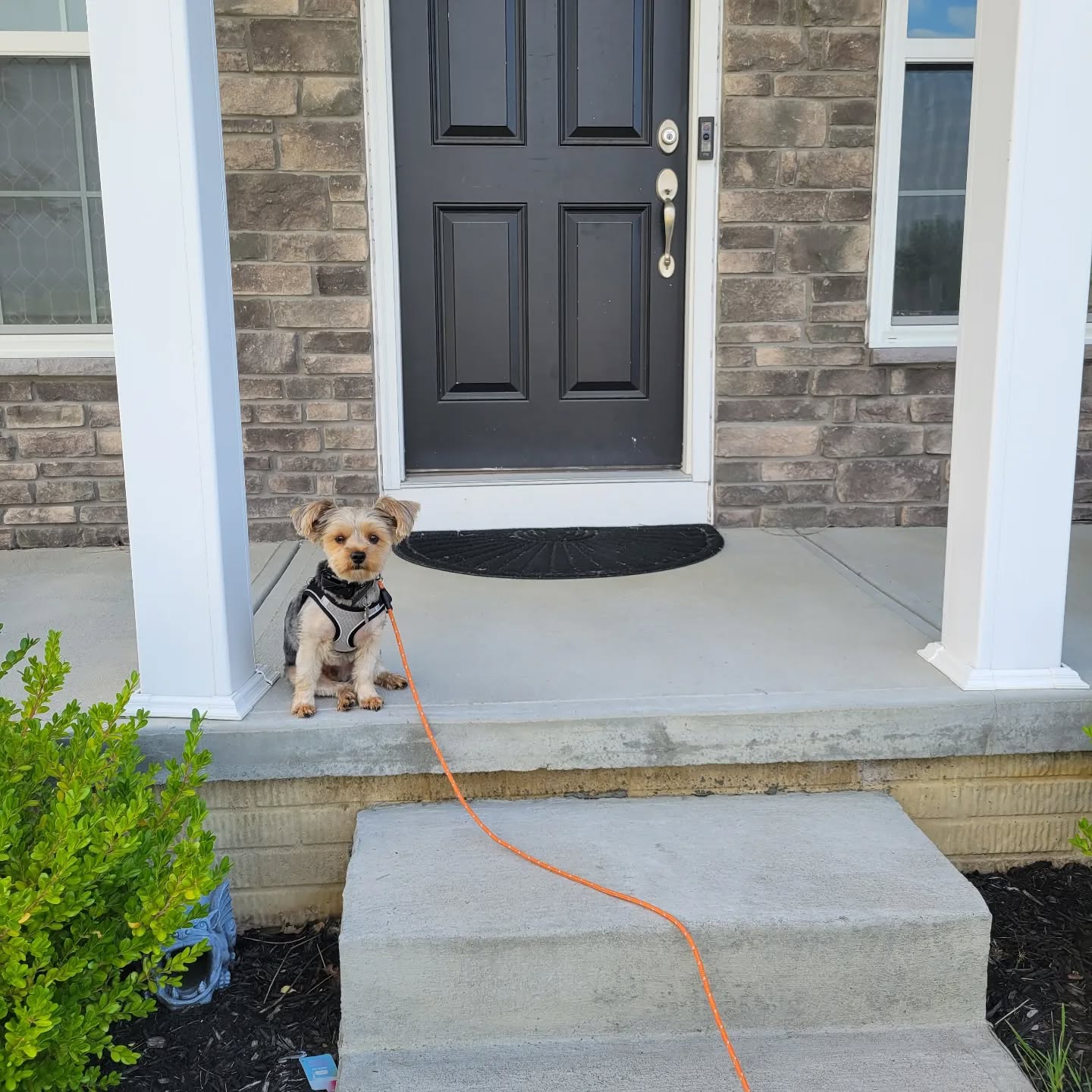 Hey Pack, meet Chip. He is a little feisty guy, but he is fun to work with. Here he is demonstrating place on his front porch. 
