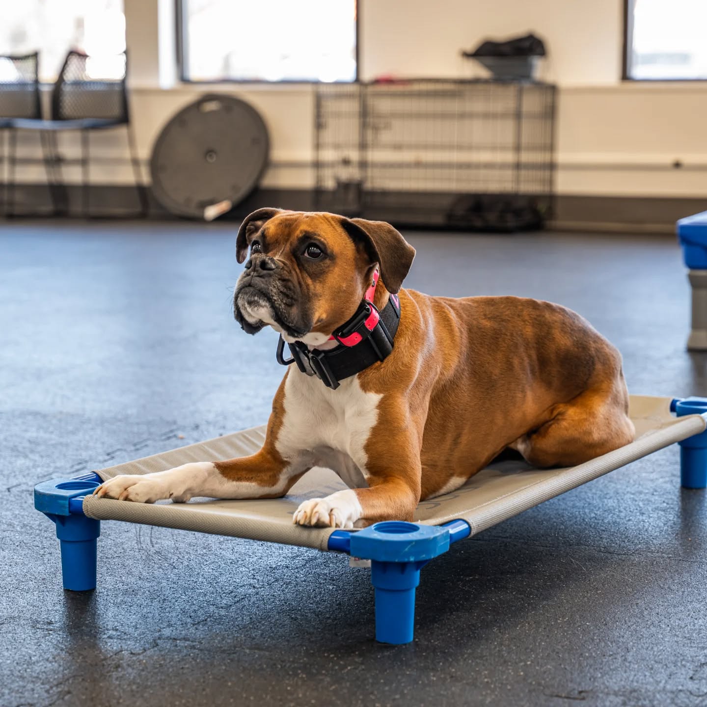 The one and only Luna.

