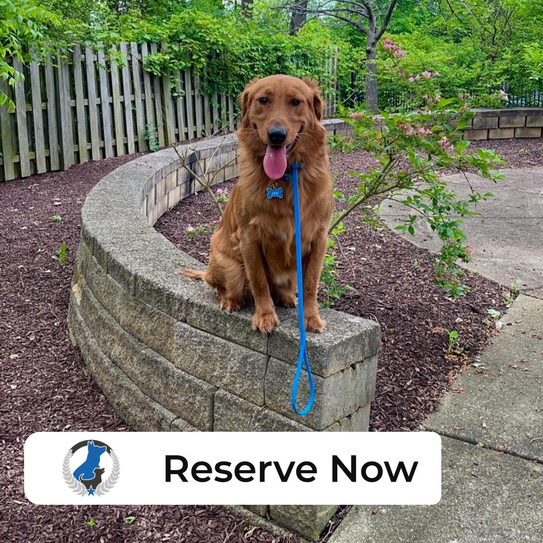 A curious Golden Retriever can make even the simplest walk in the garden a big adventure! At Dog Training Elite Greater Cleveland, we specialize in turning those garden explorations into perfect opportunities for learning with our in-home dog training. We understand how challenging it can be with an aggressive dog or getting your pup basic obedience lessons, which is why our dog behavior experts are here to make a difference. Our personalized services stretch across beautiful neighborhoods like Bay Village, Rocky River, and Strongsville, ensuring there's a friendly dog trainer near you. Start your journey towards a well-behaved dog today by exploring our expert dog training in Cleveland. Your best friend deserves it!