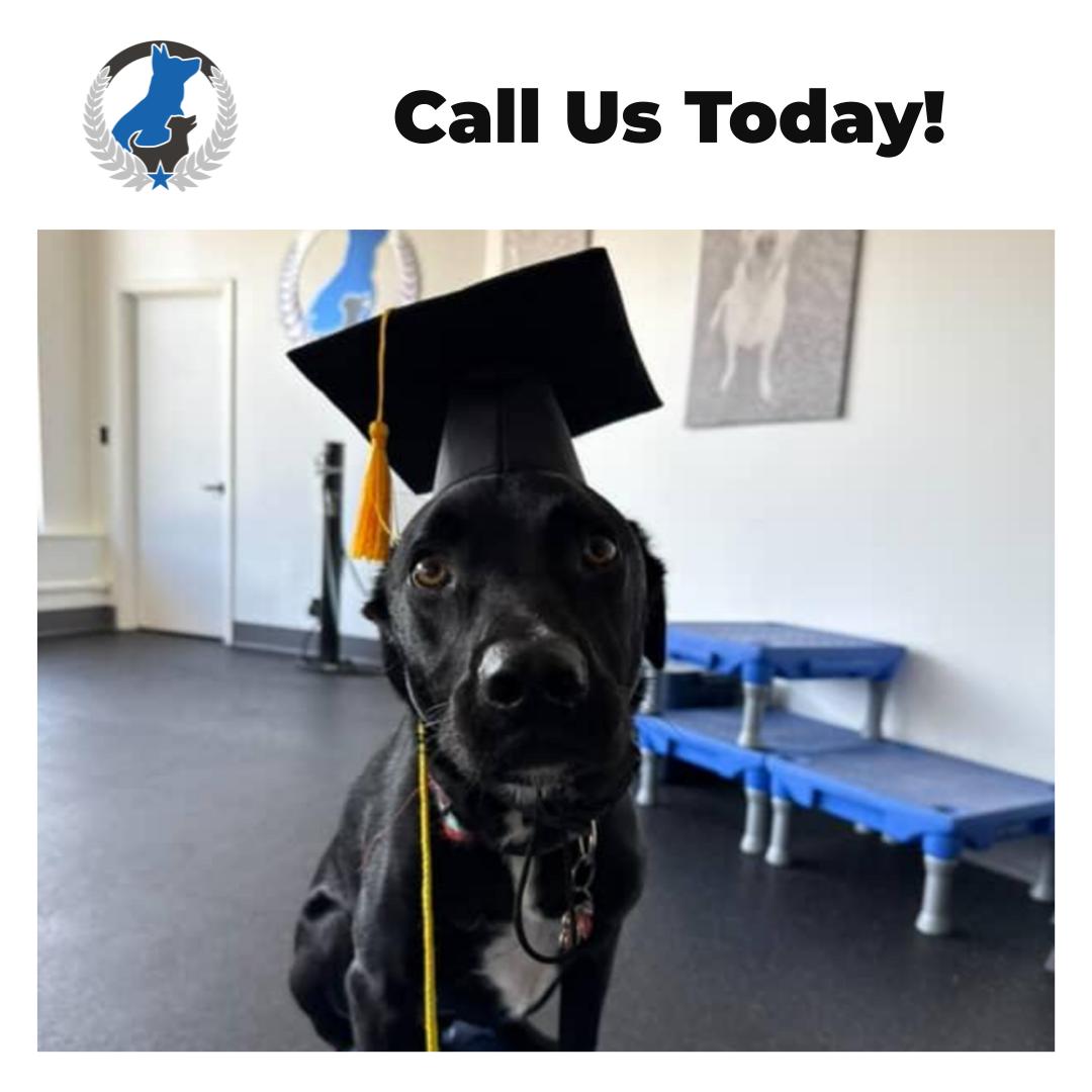 Ever wondered how dogs learn to sit pretty with a graduation cap? At Dog Training Elite Greater Cleveland, we make basic obedience lessons fun and effective for your furry pals in Cleveland. Our talented dog trainers help even the most aggressive pups become well-mannered companions. We specialize in service dog training and in-home dog training, ensuring personalized attention for every dog. Find us in Westlake and Lakewood, getting every furry friend on a pathway to success. Discover the joy of having a well-trained dog and enroll with us today!