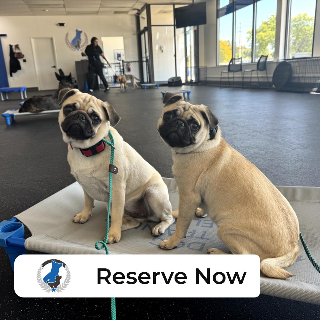 Hey friends in Greater Cleveland! Thinking about getting some top-notch training for your furry pals? At Dog Training Elite Greater Cleveland, we love helping your dogs learn new tricks and good manners. Whether you're around Bay Village, Rocky River, Westlake, or beyond, our basic obedience lessons are just what you need. Our team includes a talented dog behavior expert ready to manage any challenges, even aggressive dogs. Plus, if your dog needs specialized service dog training, we're here to help with that too, right in the comfort of your home. So why wait? Visit us to find the best dog trainer near you and give your dog the training advantage it deserves!