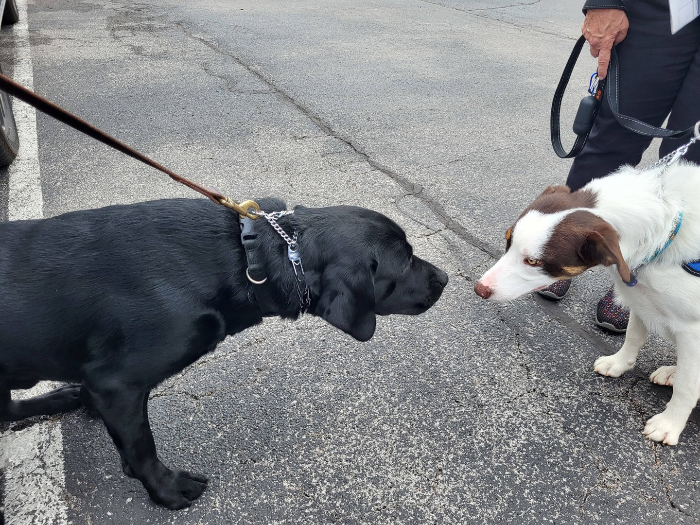 Leash greetings shouldn&rsquo;t feel stressful for you or your dog. 🐕🐾

At Dog Training Elite Greater Nashville, we help dogs in Murfreesboro and Spring Hill learn calm, polite social skills with in-home dog training that fits your daily routine. If you&rsquo;ve been searching &ldquo;dog training near me,&rdquo; our private dog training sessions focus on real-life walks, greetings, and listening around distractions.

Here&rsquo;s what we work on together:
&bull; Obedience training for dogs (sit, heel, come, leave it)
&bull; Confidence and calm around other dogs
&bull; Aggressive dog training and reactivity support with a dog behavior specialist

We also serve families in Hendersonville, Mt. Juliet, Lebanon, and Columbia. Ready for a plan that actually makes walks easier? Schedule a free in-home assessment today. 🦴📍