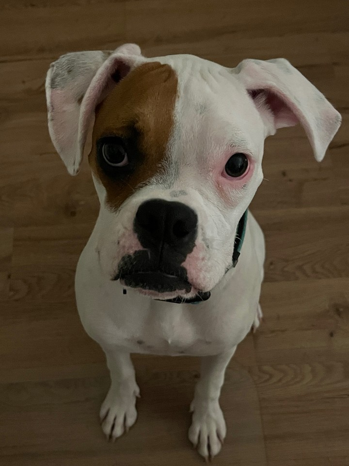 When your dog can sit calmly and actually focus, everything gets easier. 🐾

At Dog Training Elite Greater Nashville, we help families across Murfreesboro, Spring Hill, Hendersonville, Mt. Juliet, Lebanon, and Columbia build real-life skills that hold up around distractions. If you&rsquo;ve been searching &ldquo;dog training near me,&rdquo; our in-home dog training approach keeps lessons practical and personal.

Here&rsquo;s what we can work on together:
&bull; Obedience training for dogs like sit, come, heel, and leave it 🦴
&bull; Private dog training for jumping, pulling, and ignored commands
&bull; Aggressive dog training and reactivity support with a dog behavior specialist

Training should feel clear for you and your dog. Ready to get started? Send us a message to set up a free in-home assessment. 🐶