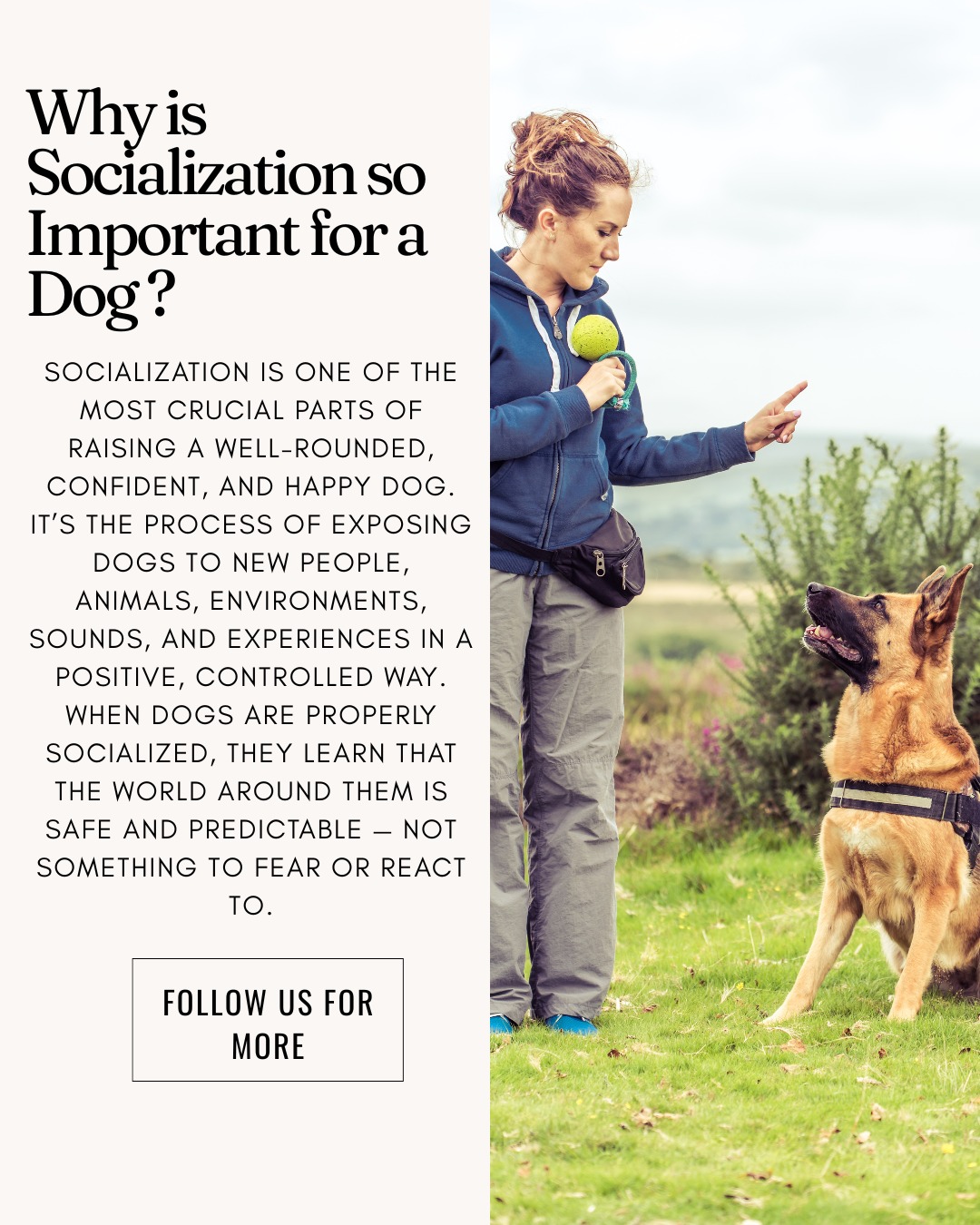 Did you know? Early socialization can prevent fear, anxiety, and behavior issues later in life! 🐾
That’s why we focus on helping pups build confidence through positive, structured experiences. ❤️ 