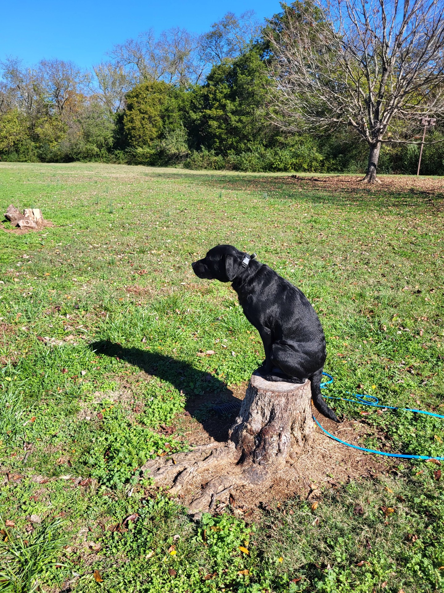 Want a dog who can stay calm and focused outside, even with summer distractions? 🐕🌳 Dog Training Elite Greater Nashville helps families build real-world skills that hold up in parks, neighborhoods, and busy places around Murfreesboro and Spring Hill.

If you&rsquo;ve been searching &ldquo;dog training near me,&rdquo; our in-home dog training makes it easier to fix issues where they actually happen. We offer obedience training for dogs, puppy training classes, and private dog training built around your goals and your dog&rsquo;s temperament.

✔ Reliable recall and loose-leash walking 
✔ Polite greetings and impulse control 
✔ Support from a dog behavior specialist for tougher habits

We also provide aggressive dog training plans that focus on safety, structure, and clear communication. 🦴📍 Reach out today to book a free assessment and get a training plan that fits your home.