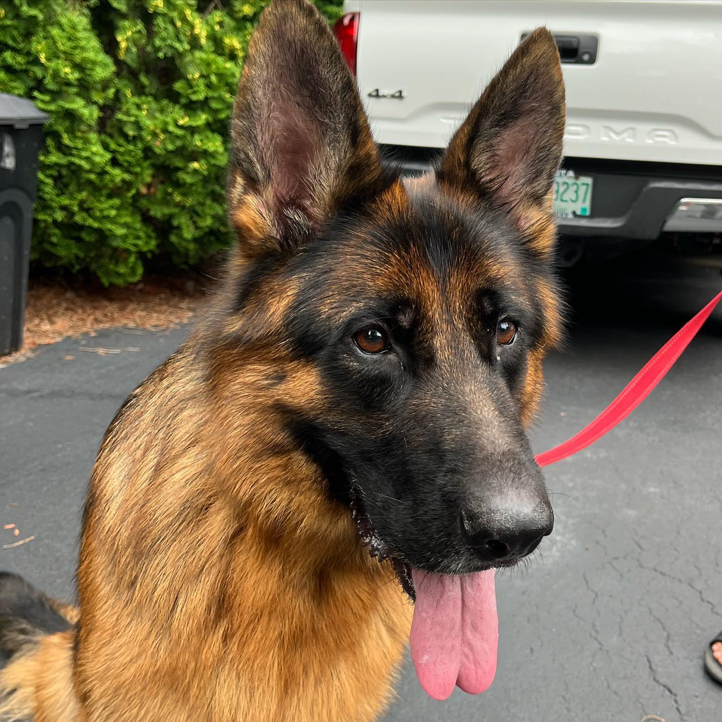 Everyone meet Leo! 

Next Tuesday he will be halfway through our Gold Obedience and his owners are thrilled with the progress he’s already made in one week. Consistency is always key. 

