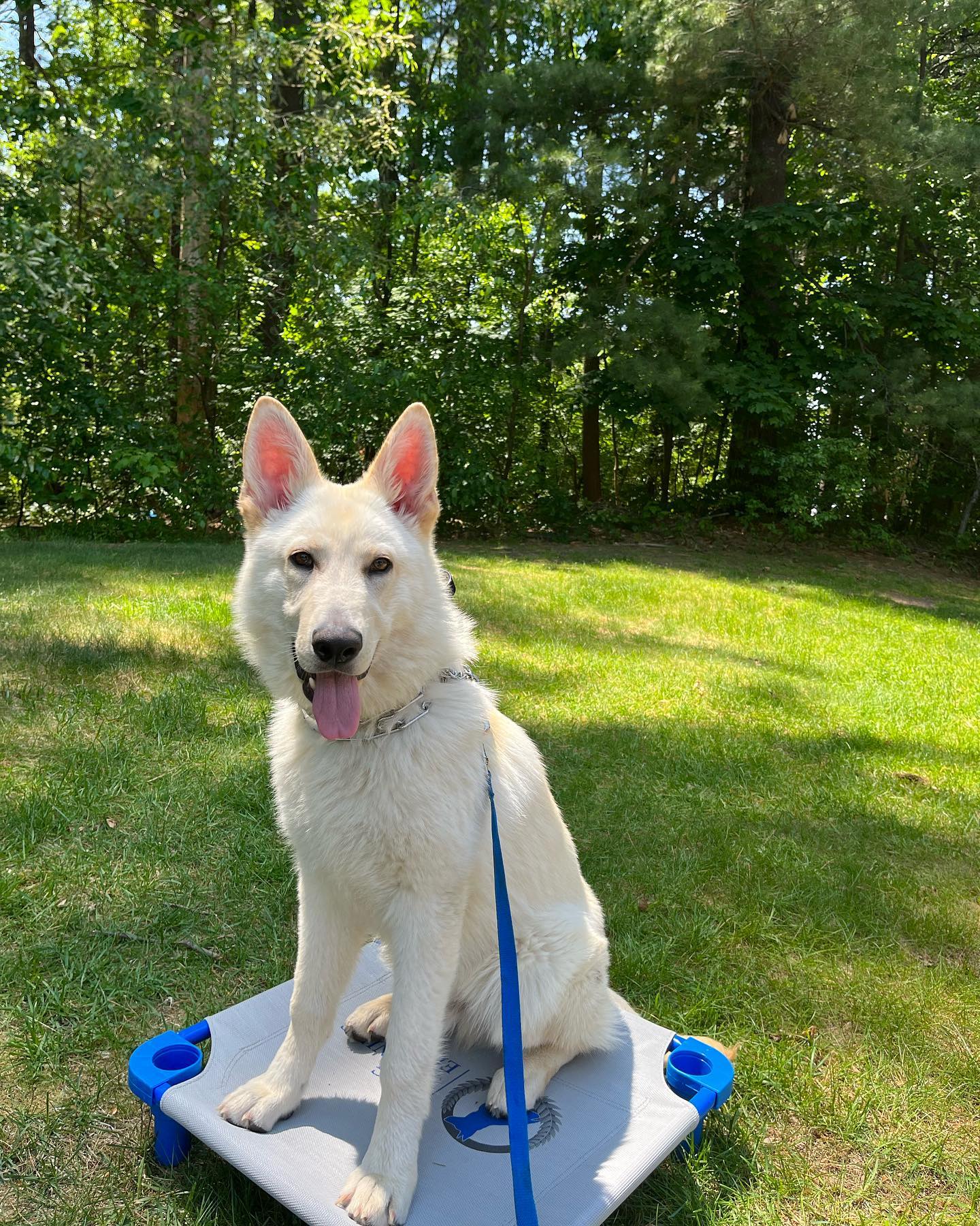 Everybody welcome Cass! He is a 6 month old German shepherd who dreams of becoming a service dog. Here he is demonstrating place with a little bit of distance between the trainer and himself, he’s doing amazing so far!! 
Side note: Cass is on a long line so we can practice his duration and distance on place safely!!