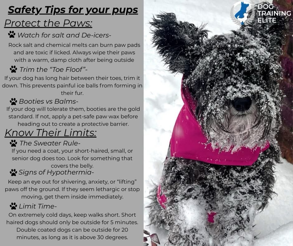 As these cold temperatures set in, please remember to take extra care of our furry friends. Our dogs depend on us to keep them warm and safe! 🐾❤️