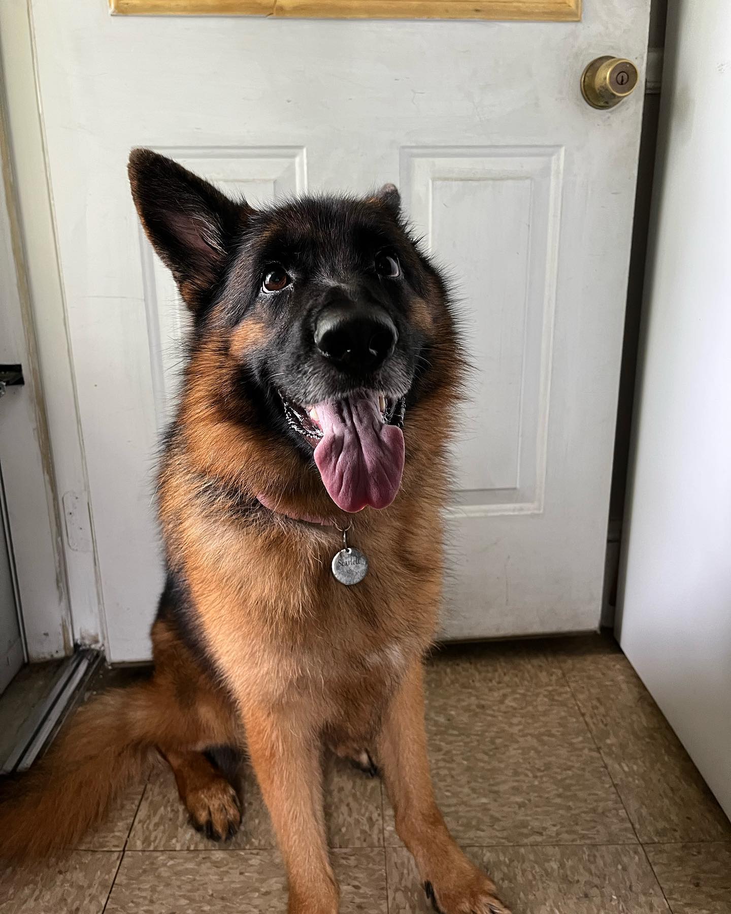 Welcome to the DTE NH team Scarlett!!! 

•Scarlett and her owner Florence have a goal to train up to therapy/service!!