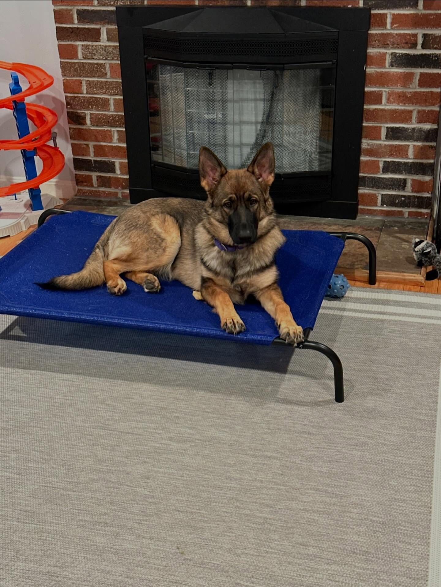 Welcome to the pack, Remy 🐾 We&rsquo;re excited to be part of your training journey!