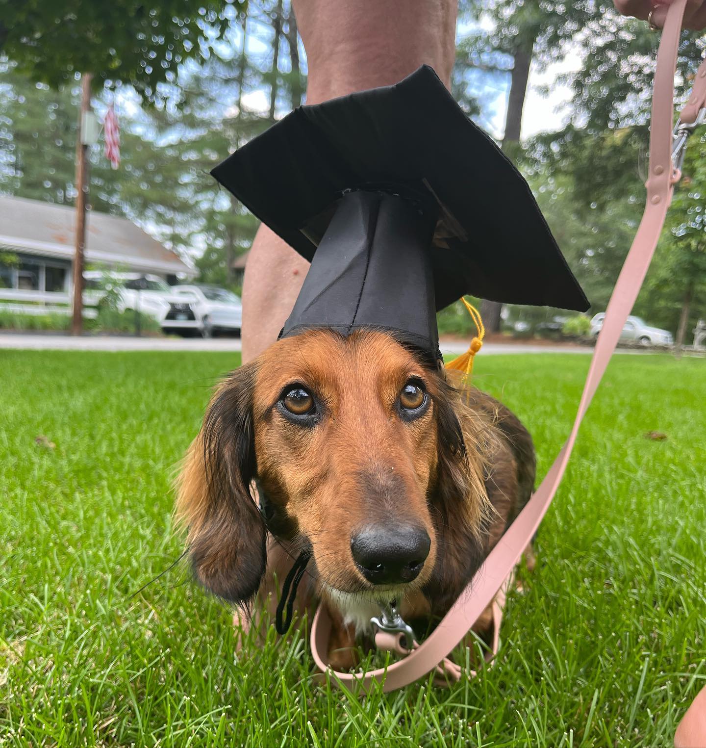 Sewwi graduated today and turns 2 on Monday!! Mom is so proud of how well he’s been doing and is so excited for group classes to start up! Everyone give him a round of apaws