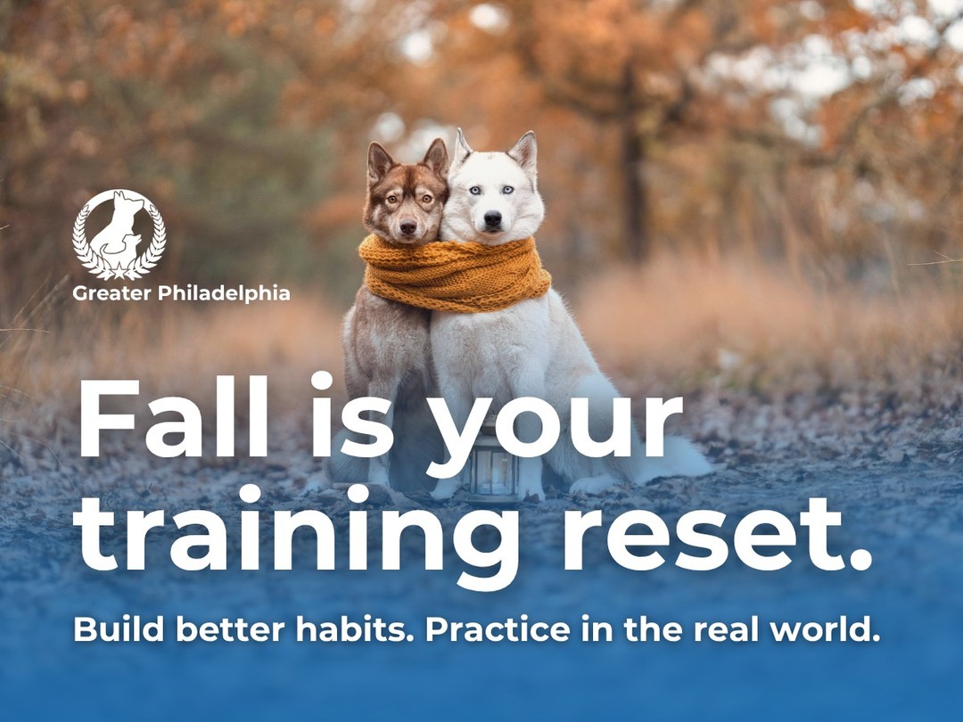 Fall is a great time to reset your dog&rsquo;s training routine. Cooler weather means more opportunities for walks, outdoor practice, and working around real-world distractions.

If your dog struggles with recall, leash manners, basic obedience, or listening when distractions are around, Dog Training Elite Greater Philadelphia can help you build skills that carry into everyday life.

Ready to get back to the basics? Contact Dog Training Elite Greater Philadelphia to learn more about dog training in Greater Philadelphia.