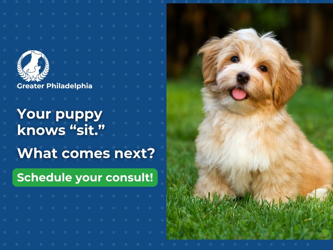 Your puppy learned &ldquo;sit.&rdquo; What comes next?

Early commands are only the beginning. Puppy training should also help build focus, good habits, clear communication, and the ability to listen around everyday distractions.

Dog Training Elite Greater Philadelphia helps owners create a strong training foundation they can continue building on as their puppy grows.

Looking for puppy training in Greater Philadelphia? Contact us to learn more about Puppy Training.