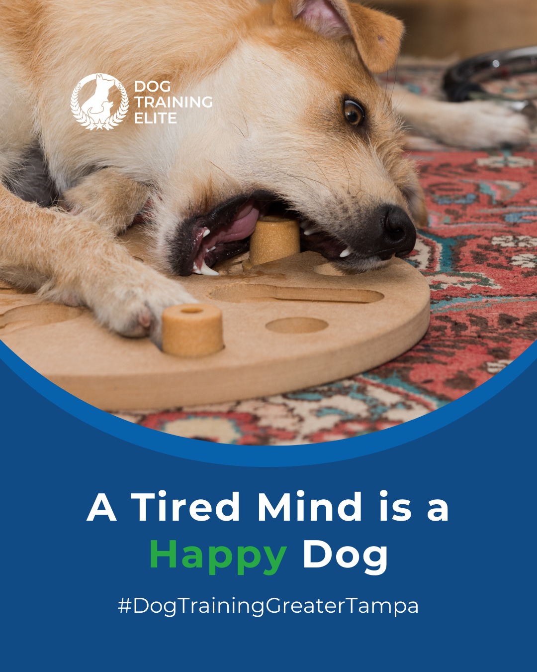 Physical activity alone isn&rsquo;t enough. Mental challenges, like puzzle toys, scent games, or learning new commands, are key for a well-balanced dog.

Professional trainers note that mental stimulation reduces anxiety, destructive behaviors, and over-excitement. Incorporating structured training exercises daily keeps your dog focused, engaged, and calmer in public and at home.

 🧩Whether it&rsquo;s leash manners, obedience, or service training, Dog Training Elite Greater Tampa offers personalized programs near Land O' Lakes and Brandon, helping dogs shine all winter long. Cozy season, confident pups. ✨
📍 https://maps.app.goo.gl/1ZJg4LdYD2tp6W476


