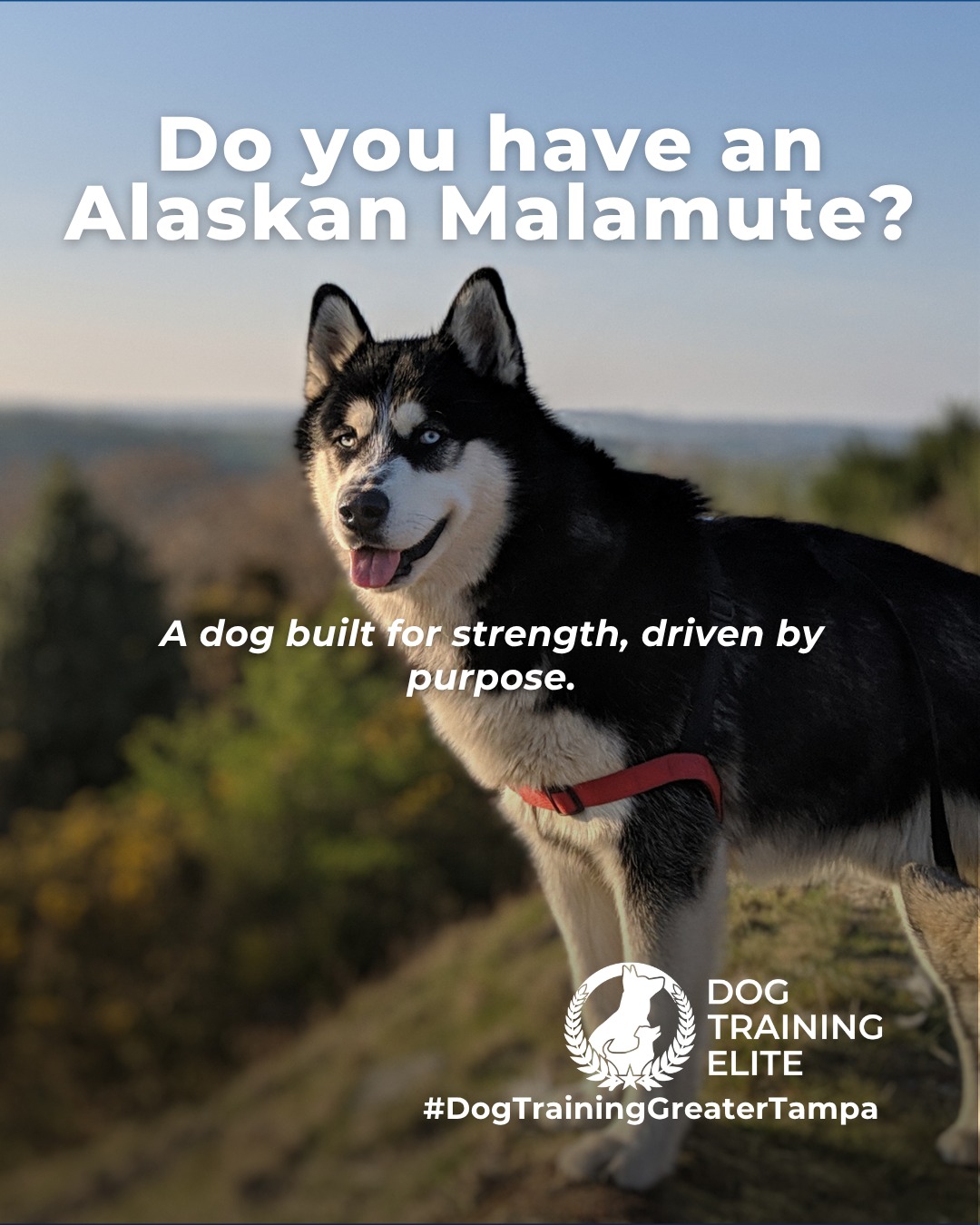 Big energy and even bigger purpose. Alaskan Malamutes were bred for hard work, long distances, and teamwork in extreme conditions. That history shows up today in their strong working drive and need for structure.

This breed thrives with clear expectations, consistent training, and outlets that challenge both body and mind. Without guidance, their independence can turn into stubbornness. With the right structure, Malamutes become focused, confident companions who enjoy having a job.

Training that channels their natural drive helps build reliability, calm behavior, and a stronger bond at home and in public.

Make better behavior your first win of the year. Book your free in-home evaluation and see why Wesley Chapel and Land O' Lakes dog owners choose Dog Training Elite for real, lasting results.
 📍 https://maps.app.goo.gl/1ZJg4LdYD2tp6W476


