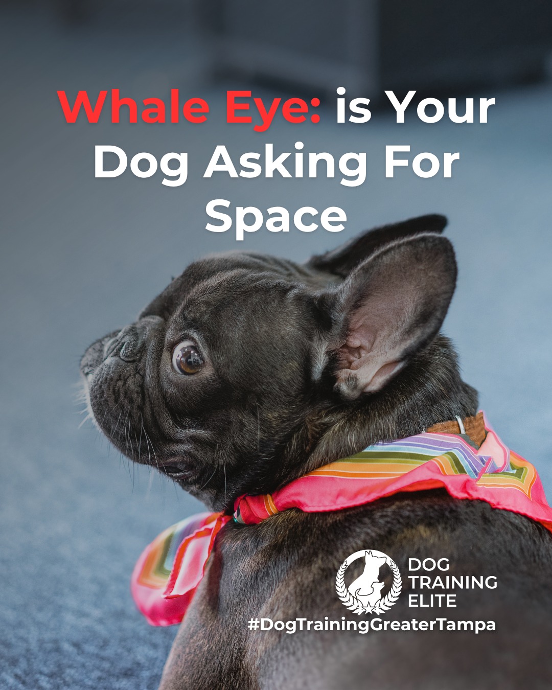 Ever notice the white part of your dog&rsquo;s eye showing when they turn their head? This is known as whale eye, a common stress signal dogs use to communicate discomfort.

Whale eye often appears when a dog feels overwhelmed, pressured, or unsure of a situation. It&rsquo;s not bad behavior. It&rsquo;s communication. Recognizing it early helps prevent escalation and supports safer interactions.

You might see whale eye during:
 👀 Tight hugs or restraint
 👀 Resource guarding moments
 👀 Unfamiliar people or environments
 👀 High-pressure training or handling

When you notice whale eye, the best response is to reduce pressure, create space, and reassess the situation. Thoughtful training focuses on building confidence and trust, not forcing compliance.

Understanding these subtle cues allows you to support calmer behavior and stronger communication over time.

🐾 From basic obedience to advanced service dog training, Dog Training Elite Greater Tampa helps dogs near Wesley Chapel build better behavior and stronger bonds this season. 🐾
 📍 https://maps.app.goo.gl/1ZJg4LdYD2tp6W476


