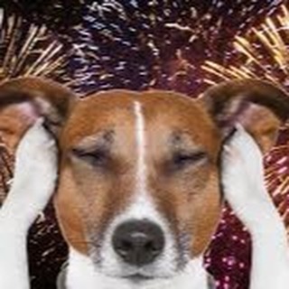 Helping a dog overcome anxiety related to fireworks can be a gradual process that requires patience and consistency. Here are some steps you can take to prepare your dog.

Create a calm, relaxed environment:: Your dog should be securely inside of your home, even inside of a crate. Pick an interior room to muffle the sound as much as possible. Play meditation or classical music to provide a peaceful environment.

Desensitize: Gradually expose your dog to the sound of fireworks in a controlled manner. Start by playing a recording of fireworks at a low volume and observe your dog's reactions. Provide treats, praise, and engage in fun activities to create positive associations. Gradually increase the volume over several sessions, always monitoring your dog's comfort level.

Counter-conditioning: Associate the sound of fireworks with positive experiences. During the desensitization process, offer treats, play with your dog, or engage in a favorite activity immediately after playing the firework sounds. This will help create positive associations and reduce anxiety.

Provide distractions: Offer interactive toys, puzzle feeders, or long-lasting chews to keep your dog occupied and distract them from the fireworks. Mental and physical stimulation can help redirect their focus away from the anxiety-inducing sounds.

Use Tools: Use a compression shirt, such as a Thundershirt. Provide favorite toys or comfort elements (blankets, etc.).

In extreme cases, talk to your veterinarian in advance about calming medications or supplements for your dog.

Each dog is unique, and the progress may vary. Be patient, consistent, and reward even small improvements. With time you can help your dog become less anxious during fireworks.
We can help if your dog is anxious during fireworks, thunderstorms, or in general.

Call us at 813-755-3332 to schedule a free consultation. We would love to help your dog live a less anxious and more fulfilling life!










