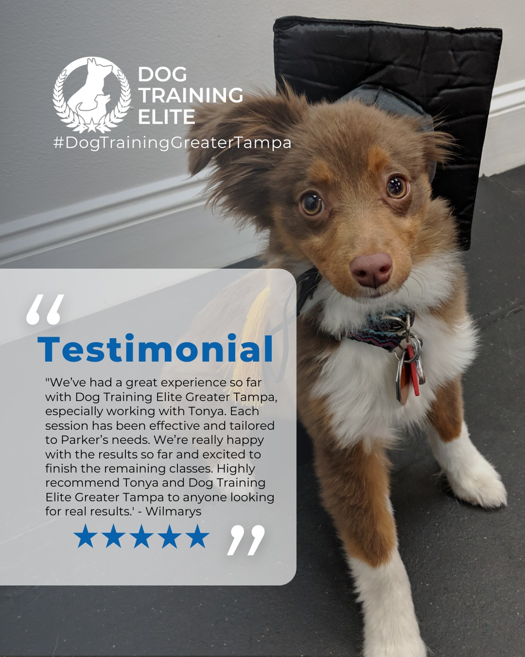 We&rsquo;ve had a great experience so far with Dog Training Elite Greater Tampa, especially working with Tonya. Even with just a few classes left, the progress Parker has made since starting training has been amazing. He&rsquo;s more focused, responsive, and much more confident, and we&rsquo;re already seeing a big difference in his behavior and obedience. Tonya is patient, knowledgeable, and truly invested in Parker&rsquo;s success. She explains everything clearly and makes sure we understand how to continue the training at home. Each session has been effective and tailored to Parker&rsquo;s needs. We&rsquo;re really happy with the results so far and excited to finish the remaining classes. Highly recommend Tonya and Dog Training Elite Greater Tampa to anyone looking for real results.' - Wilmarys 
 Review from a happy customer 🐾

Ready to see real results?

Watching a dog grow and succeed is always rewarding. From improved focus and confidence to better behavior at home and in public, every transformation is unique. Let us help your dog reach their full potential and strengthen your bond together.

 🎉 Warm up your winter with a well-trained pup. Schedule your free in-home evaluation and see why families in Wesley Chapel, Land O' Lakes, and surrounding areas trust Dog Training Elite for results that last through every season.
 📍 https://maps.app.goo.gl/1ZJg4LdYD2tp6W476

 

