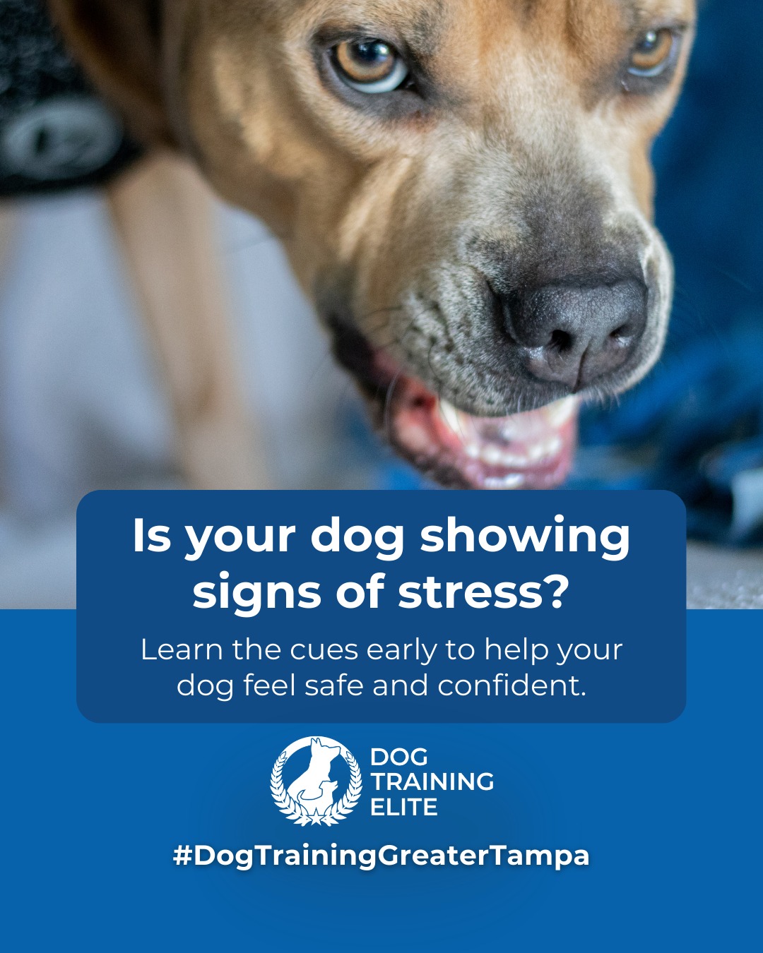 Dogs show anxiety in many ways, from pacing and whining to avoiding interactions or reacting aggressively. Recognizing these behaviors early allows you to guide your dog toward calm, confident responses.

Structured training, consistent routines, and mental stimulation are key:
 🐾 Short, controlled exposure to triggers helps dogs remain calm
 🧩 Engaging toys and puzzle games keep their minds active
 📅 Predictable daily routines reduce uncertainty and stress

Rewarding focused and relaxed behavior strengthens trust and communication between you and your dog. Managing anxiety not only improves behavior but also enhances your dog&rsquo;s overall confidence and well-being.

 ➡️ Make better behavior your first win of the year. Book your free in-home evaluation and see why Wesley Chapel and Land O' Lakes dog owners choose Dog Training Elite for real, lasting results.
📍 https://maps.app.goo.gl/1ZJg4LdYD2tp6W476


