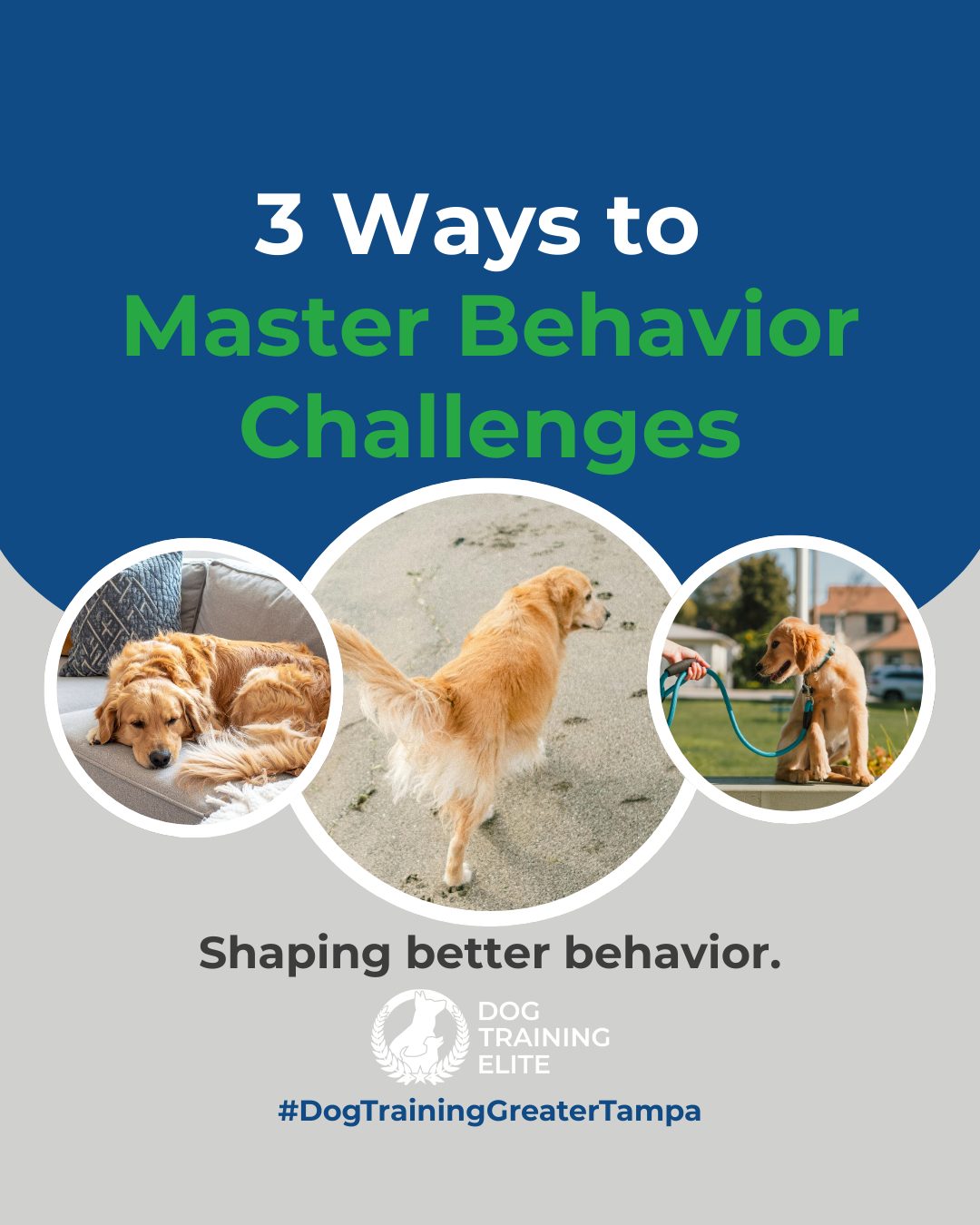Dogs don&rsquo;t outgrow behavior problems on their own. They thrive when given structure, guidance, and consistent training. If your dog struggles with focus, impulse control, or reactivity, you are not alone. 

Here are 3 ways to support your dog&rsquo;s growth:
1️⃣ Provide consistent daily routines
2️⃣ Practice controlled exposure to triggers
3️⃣ Reward calm and focused behavior

Our team in Greater Tampa is here to guide you and your dog every step of the way. 🐾

Make better behavior your first win of the year. Book your free in-home evaluation and see why Wesley Chapel and Land O' Lakes dog owners choose Dog Training Elite for real, lasting results.
 📍 https://maps.app.goo.gl/1ZJg4LdYD2tp6W476



