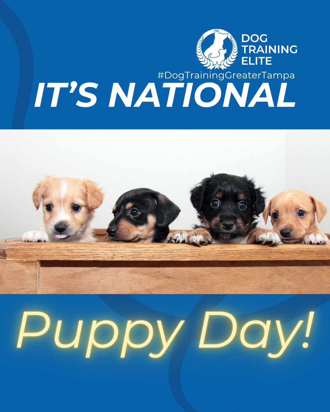 Happy National Puppy Day to those who celebrate! 

Today is all about the tiny paws learning big lessons. National Puppy Day is the perfect reminder that early training sets the foundation for a confident, well-mannered adult dog.

Puppy training focuses on more than just cues. It helps with healthy socialization, clear boundaries, potty routines, and building confidence in new environments. The earlier your pup learns structure, the easier life becomes for both of you.

Give your puppy the guidance they need to grow into a calm, reliable companion.

🐶 Whether it&rsquo;s leash manners, obedience, or service training, Dog Training Elite Greater Tampa offers personalized programs near Land O' Lakes and Brandon, helping dogs shine all winter long. Cozy season, confident pups. ✨
📍 https://maps.app.goo.gl/1ZJg4LdYD2tp6W476



